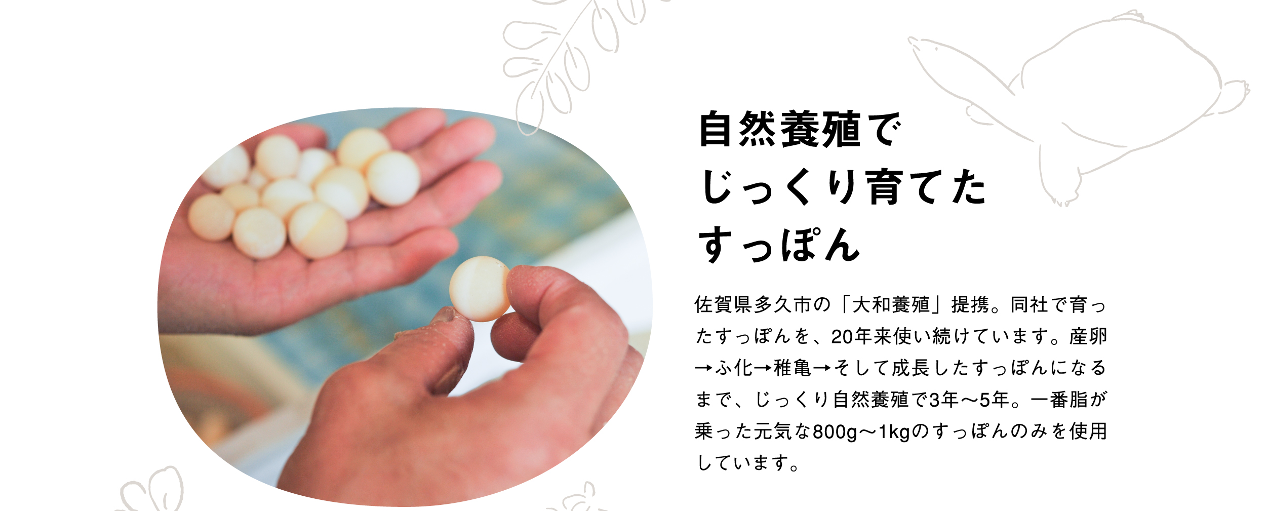 自然養殖でじっくり育てたすっぽん佐賀県多久市の「大和養殖」提携。同社で育ったすっぽんを、20年来使い続けています。産卵→ふ化→稚亀→そして成長したすっぽんになるまで、じっくり自然養殖で3年～5年。一番脂が乗った元気な800g～1kgのすっぽんのみを使用しています。